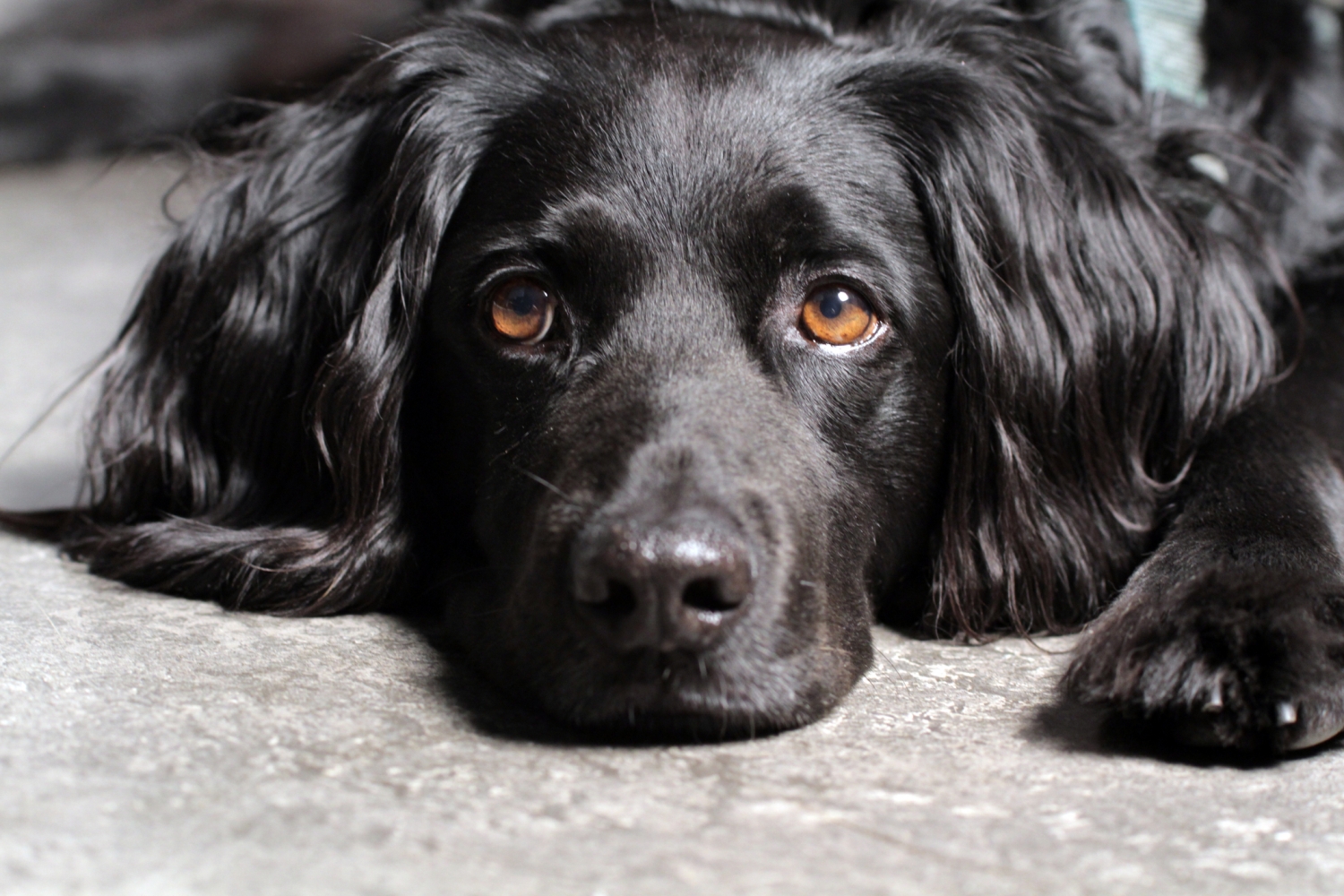 When you pass, what happens to your pet?