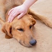 the loss of a pet